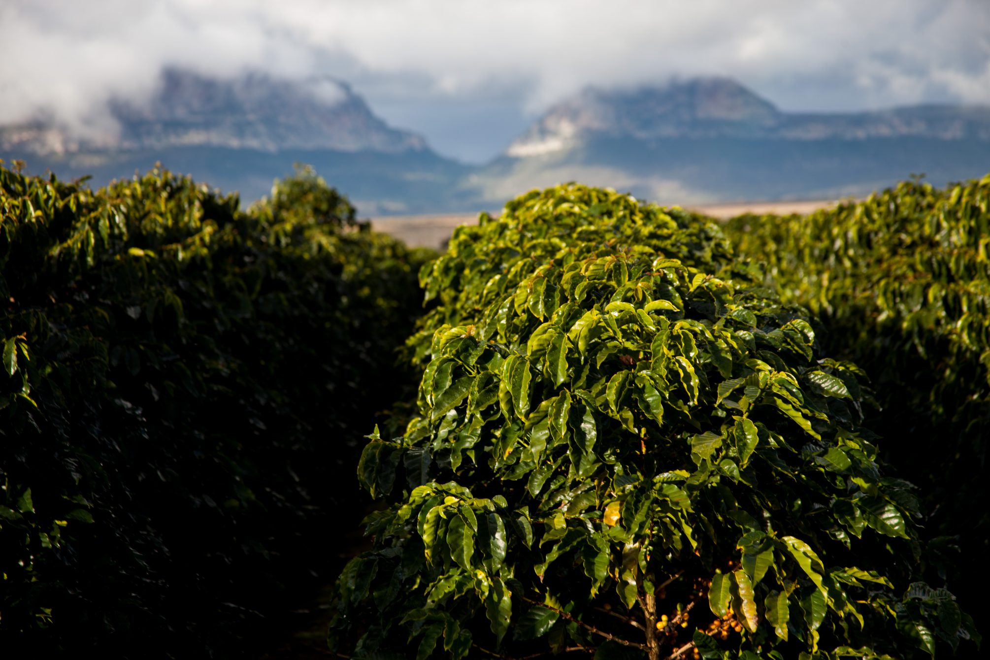 Marimbus Fazenda Progresso