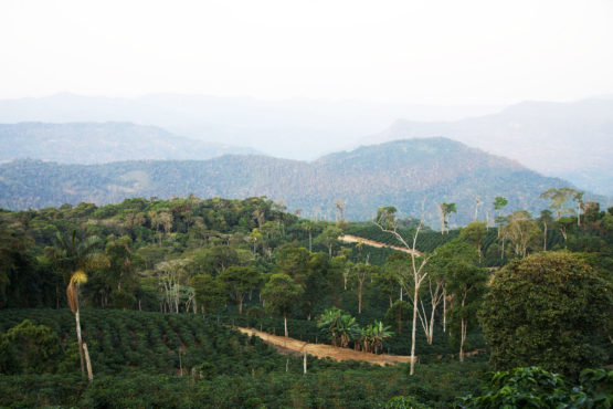 La Llama Java Coco Natural | Melbourne Coffee Merchants